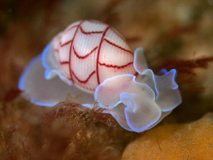 Red-lined bubble-shell, Bullina lineata. Pipeline, Nelson... by Doug Anderson 